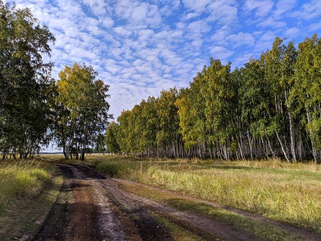 Сибирский лес