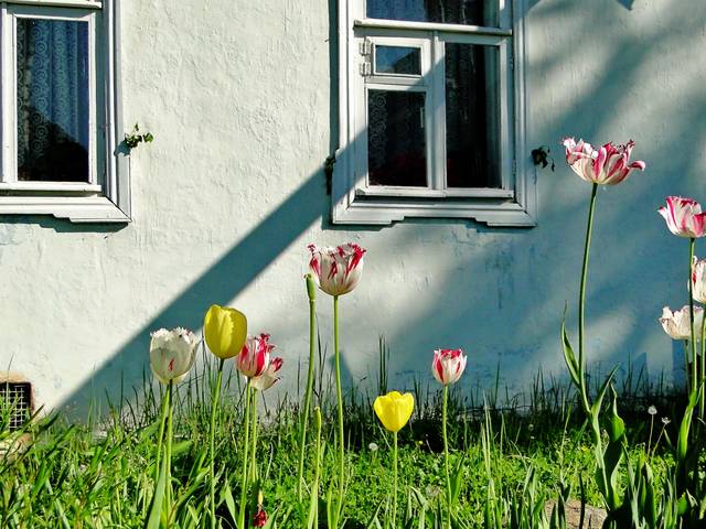 Пусть радуют цветы