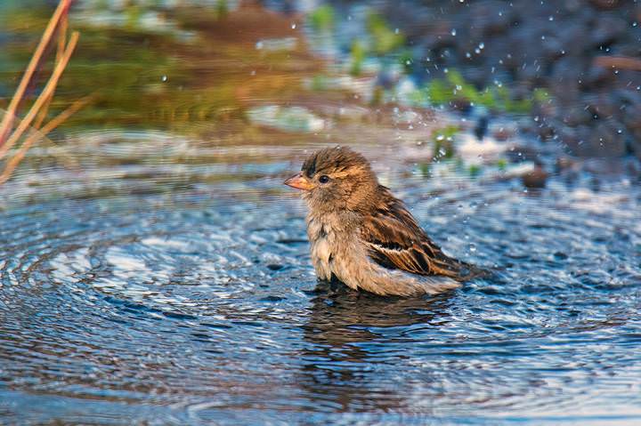 Водные процедуры