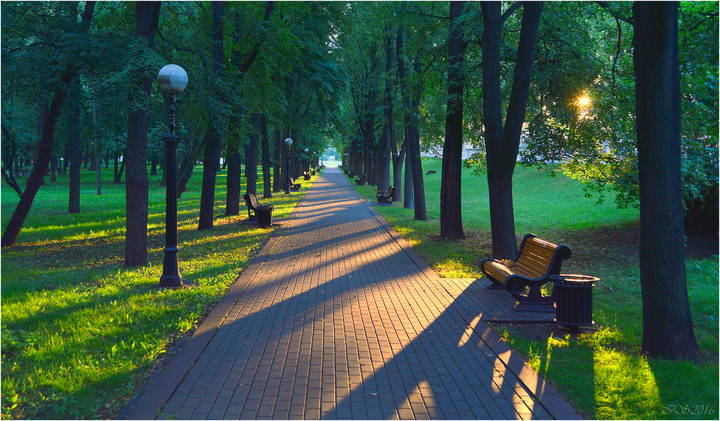 утро в парке
