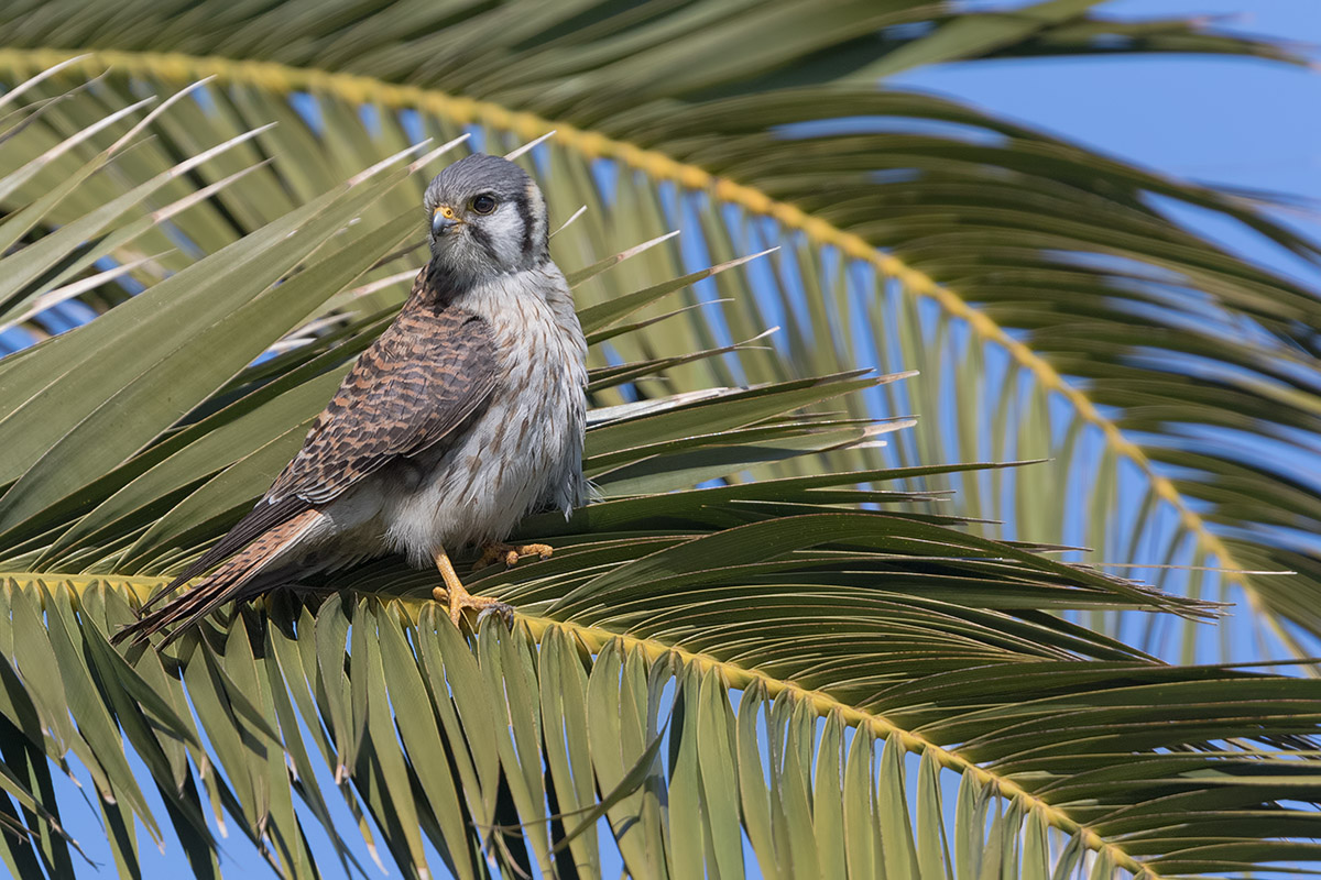 На пальме. Американская пустельга (Falco sparverius), American kestrel, Halconcito colorado