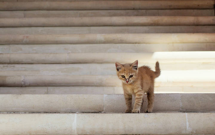 котенок