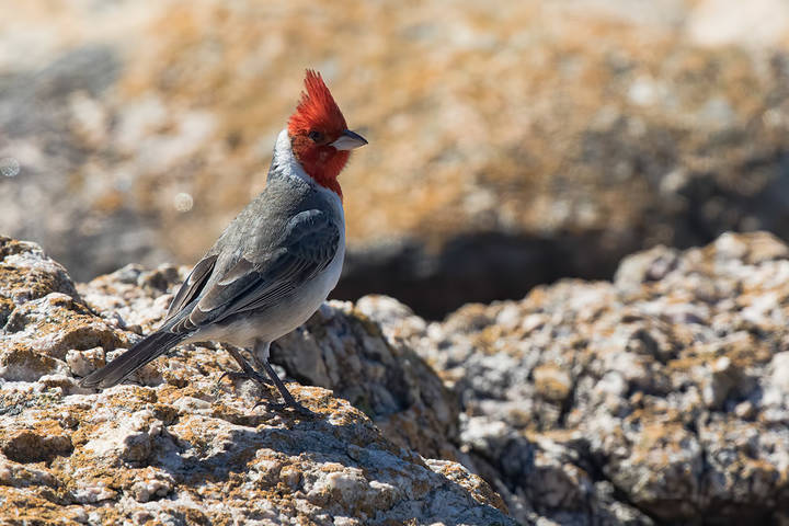 Про овсянку