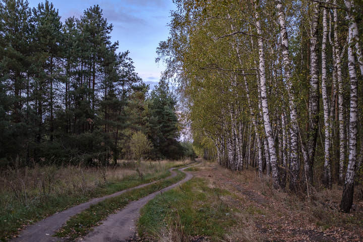 Лесные дороги