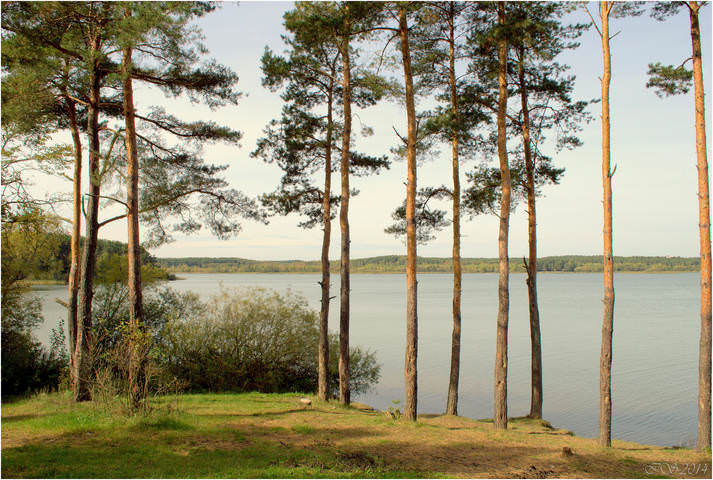 сосны на берегу
