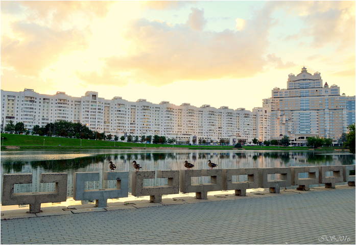 городские утки