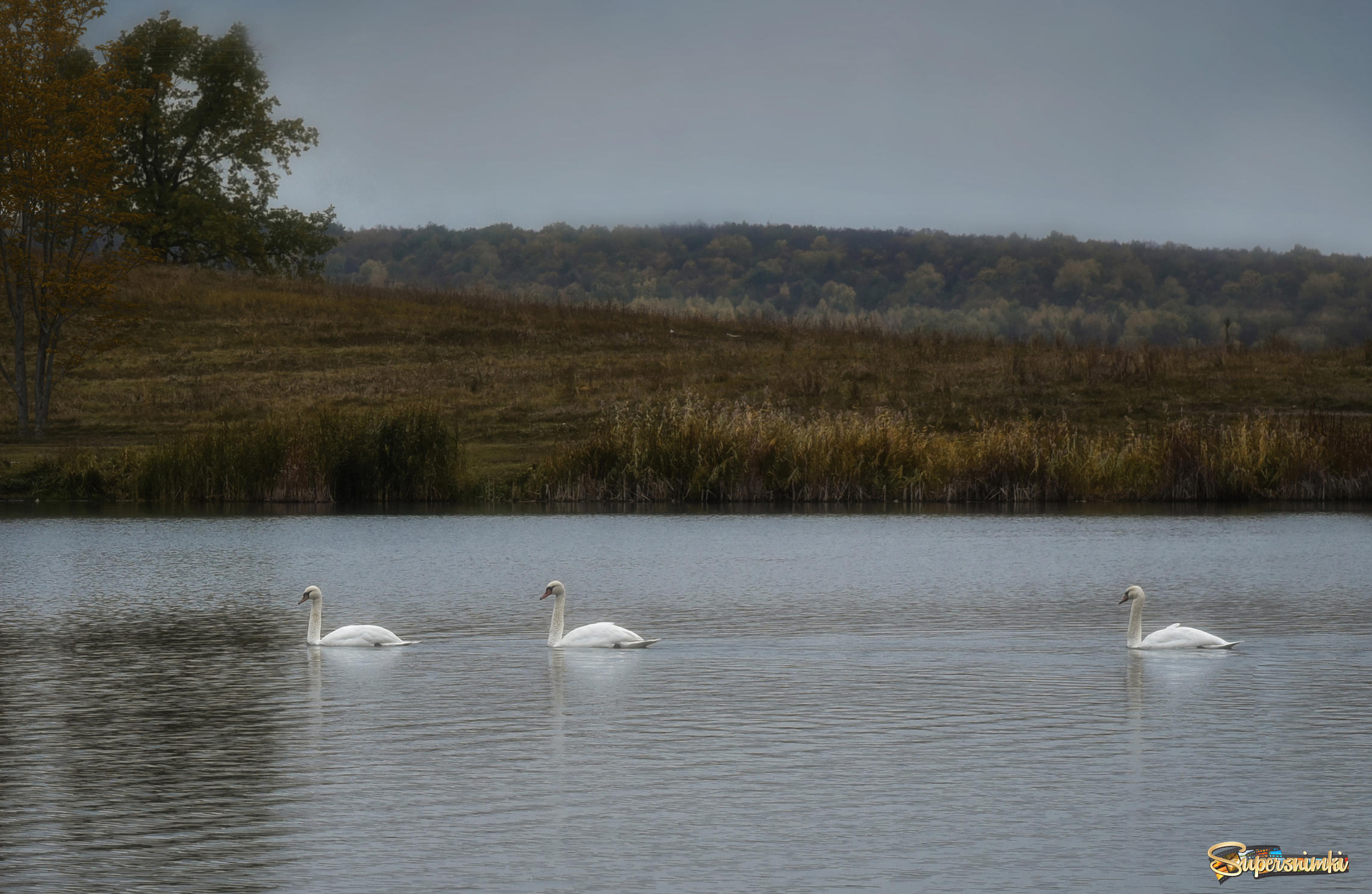 Лебеди на пруду около села Серафимовский в Башкирии