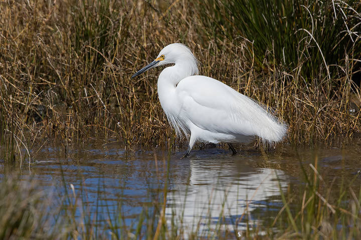Американская белая цапля ( Egretta thula)