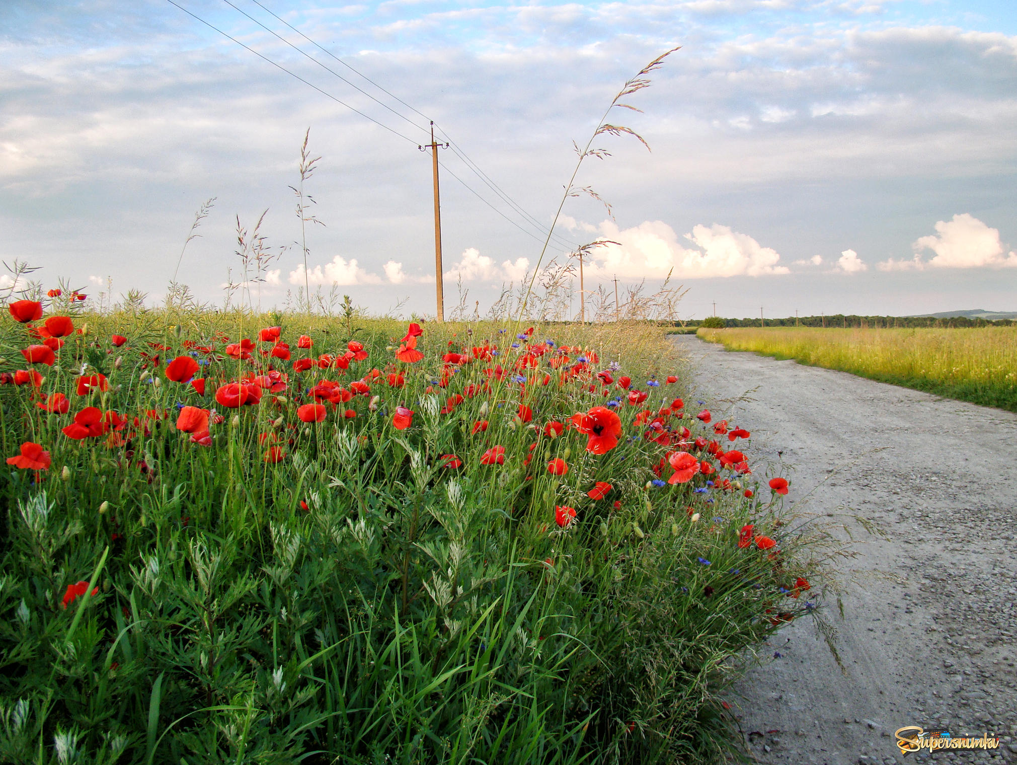 Придорожные цветы. Придорожные пейзажи. Июньский пейзаж фото. Придорожное (Крым). Цветок придорожное ожидание.