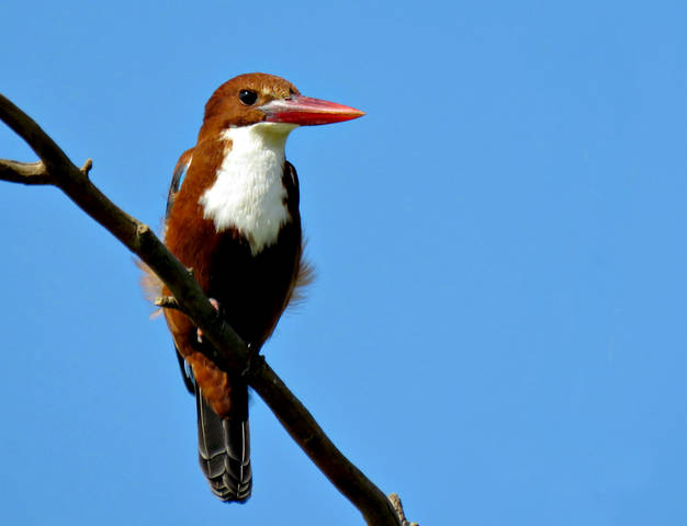 Красноклювая альциона ( Halcyon smyrnensis)