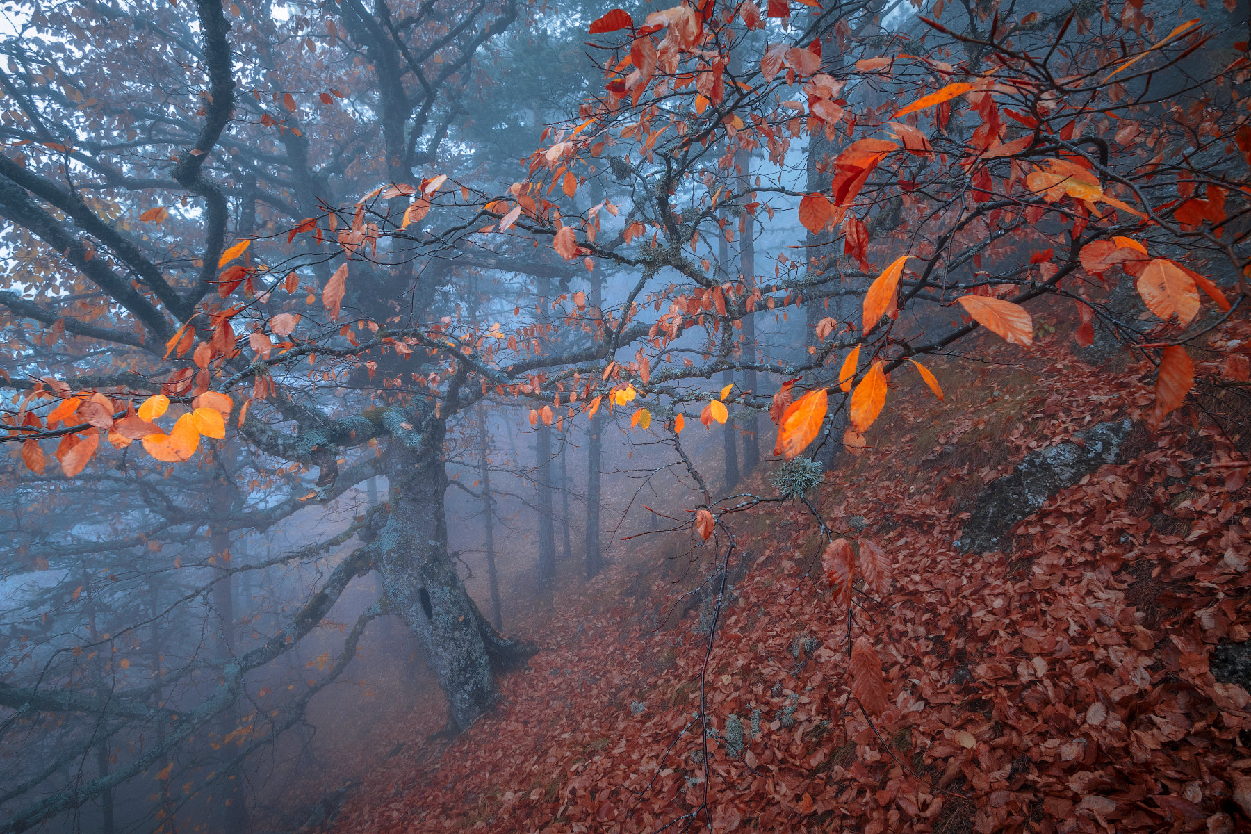 Осенний буковый Крымский лес в тумане
