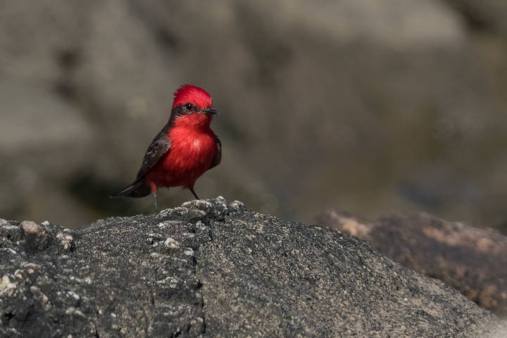 Огненный мухоед (Pyrocephalus rubinus), scarlet flycatcher, El churrinche