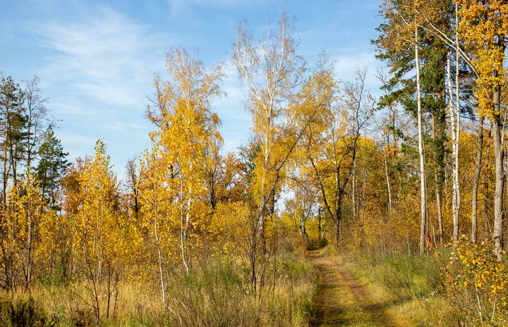Прогулка  по лесным осенним дорогам