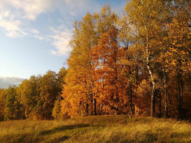 Осенний лес