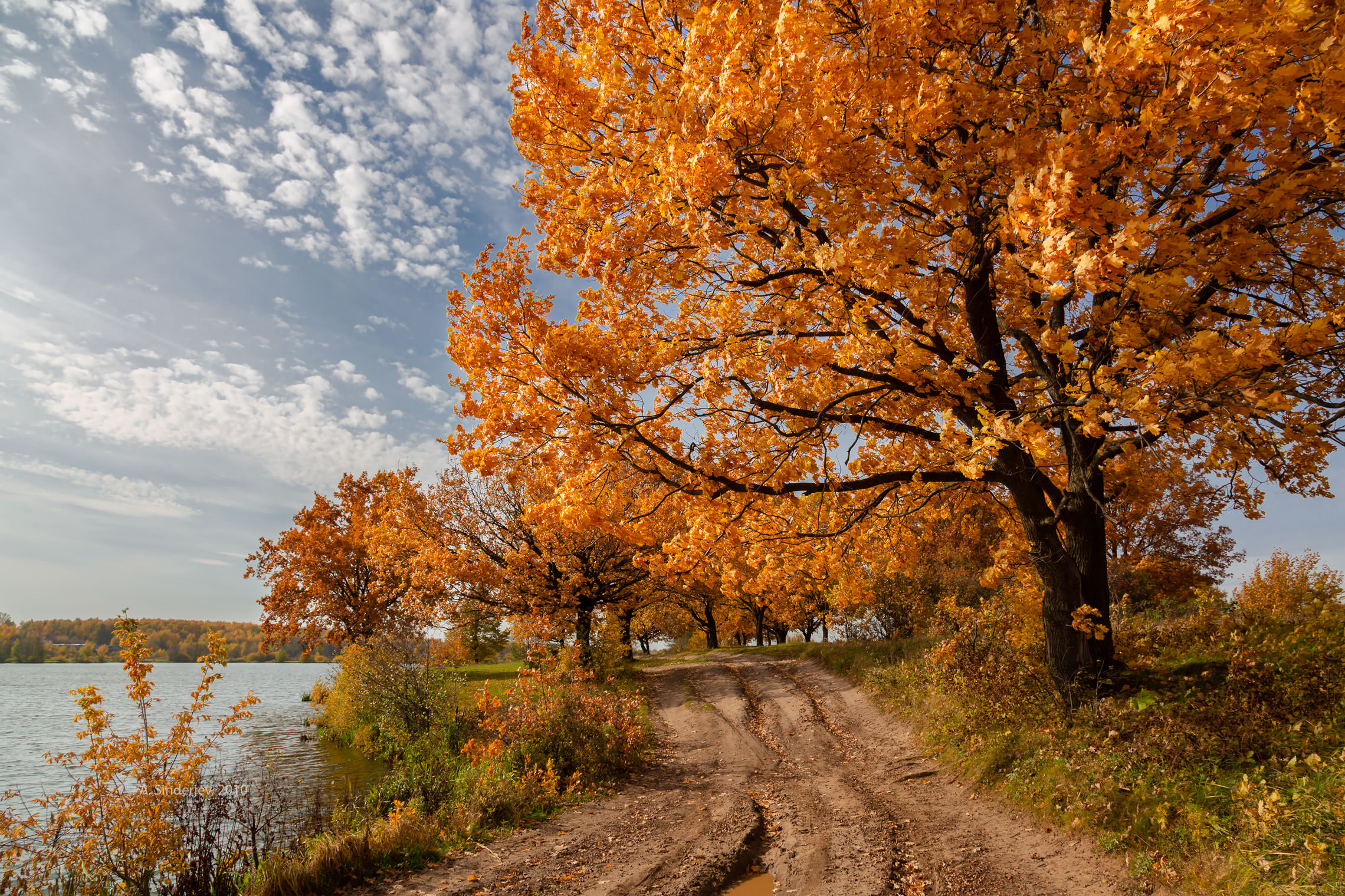 Осенний пейзаж. Осенний пейзаж дерево. Пейзаж деревья осень. Золотая осень дуб.