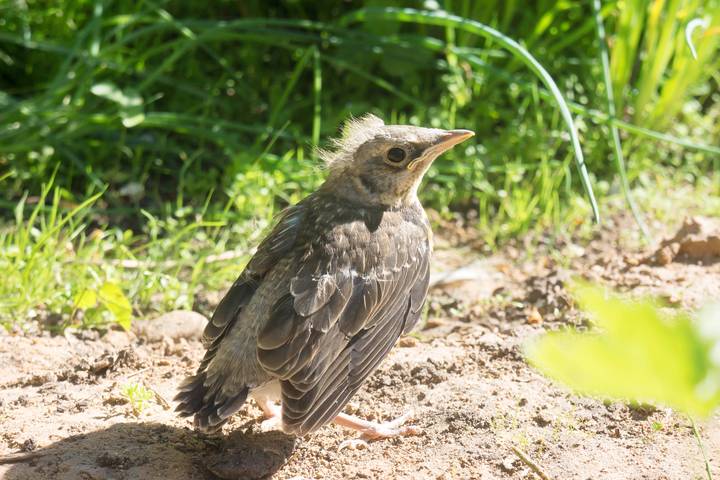 Дрозденок