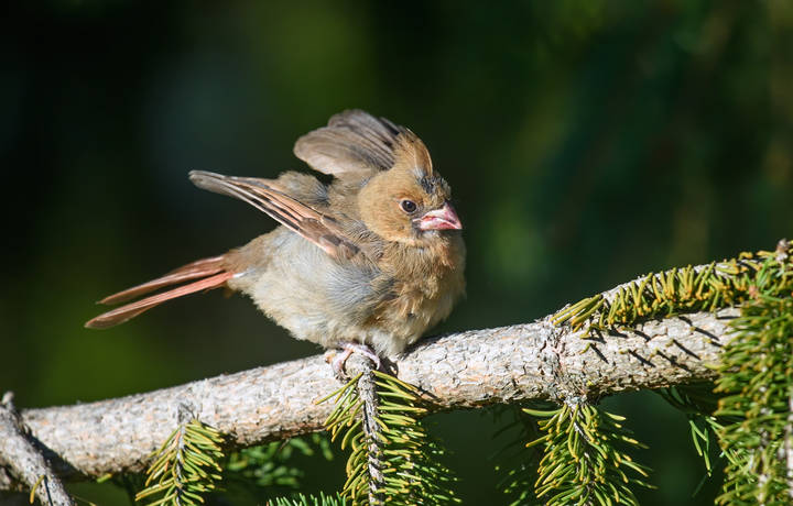 Juvenile female Northern Cardinal