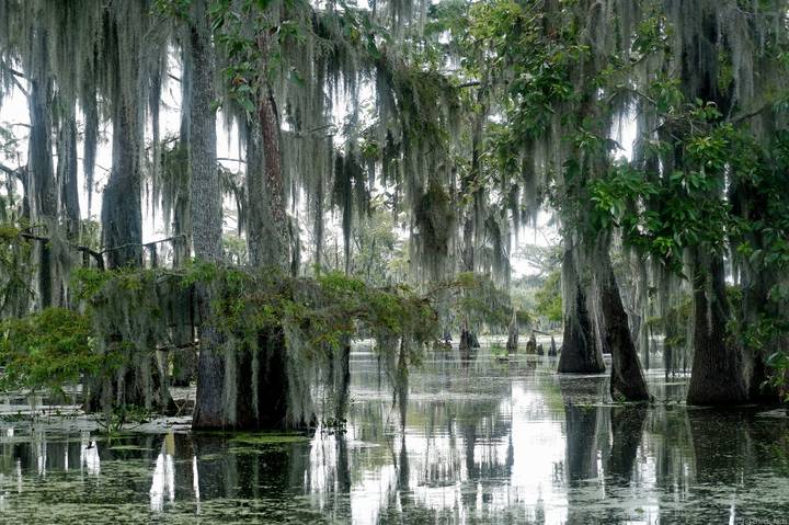 Swamp