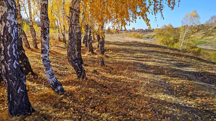 Осень на берегу реки Омь