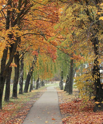  Осенняя палитра