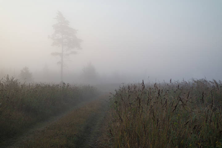 Во власти тумана