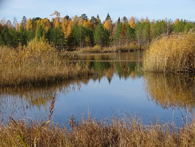 Осень золотая....