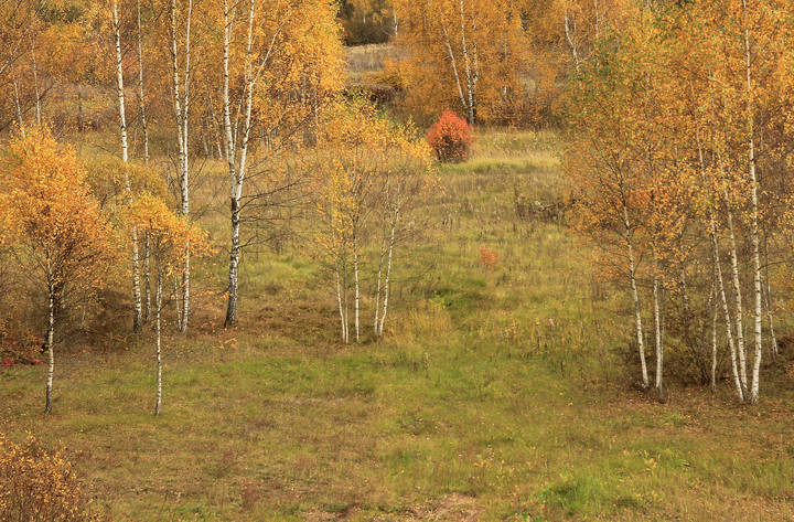 Огонёк осенний.