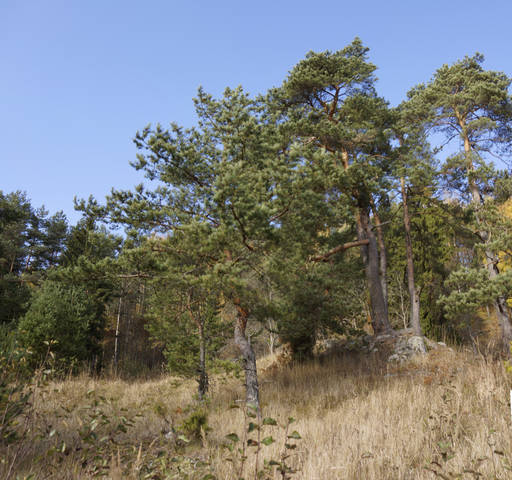 сосна