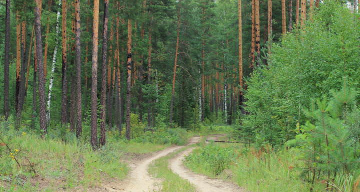 По дорожке в лес, в лес 