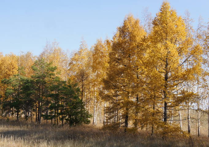 Лиственницы осенью.