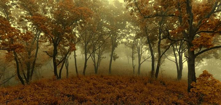 fairy forest