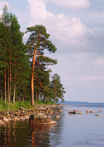 Сосны