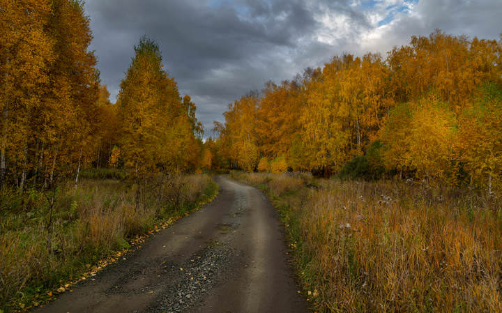 Лесная дорога (2)