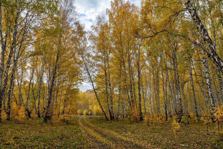 по дороге в осень