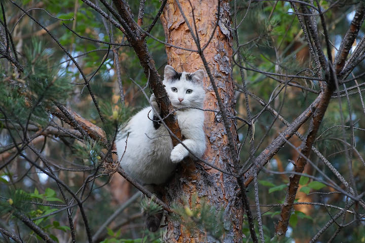 Гнездо у меня здесь.