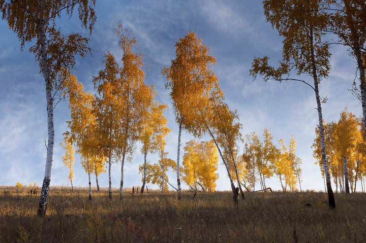 "березы во хмелю"