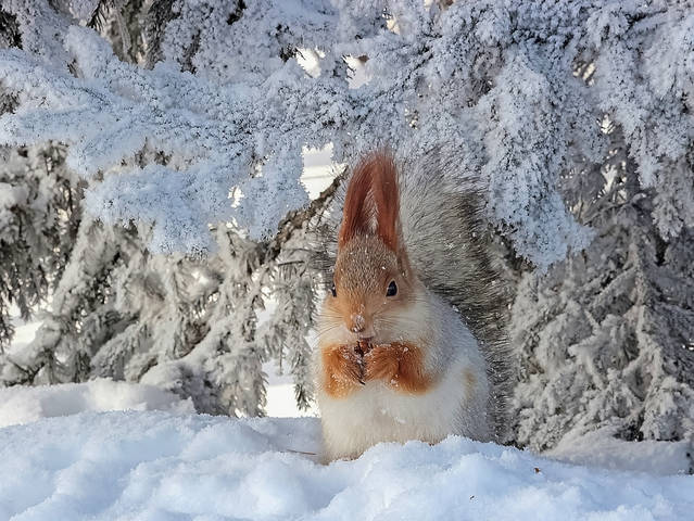 Снегурочка