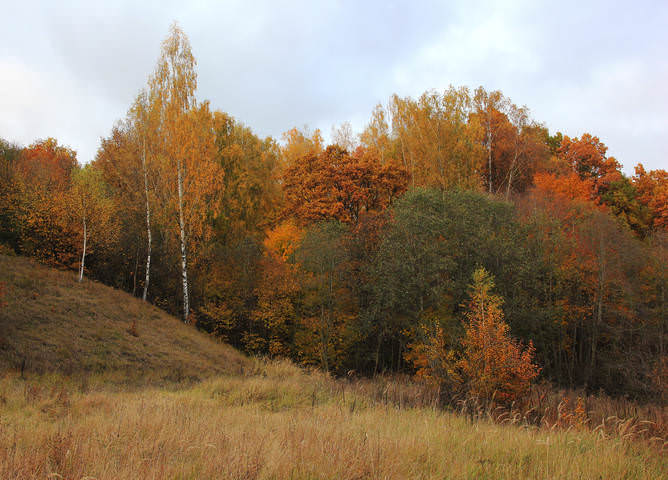В осеннем лесу.