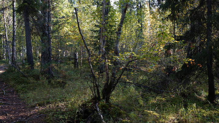 СЕЗОН