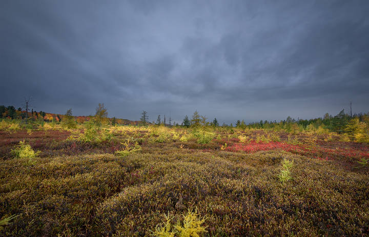 Transparent Autumn