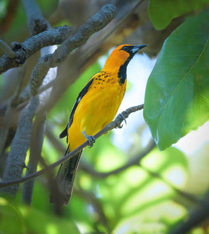 Yellow-tailed Oriole