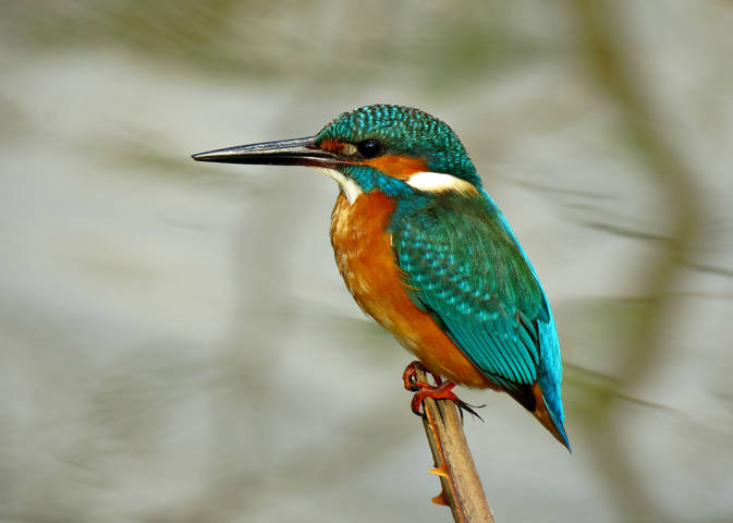 Обыкновенный зимородок (Common Kingfisher)