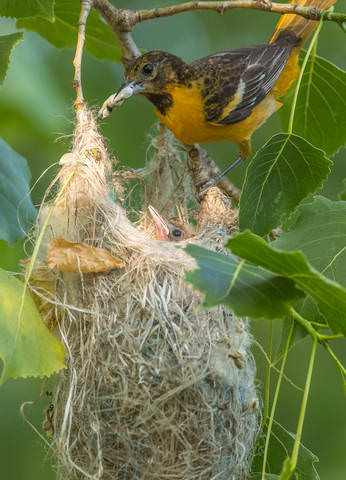 Baltimore Oriole