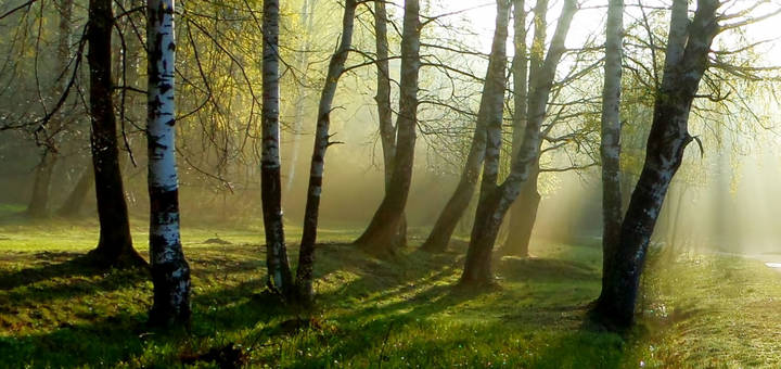 В парке туманном....