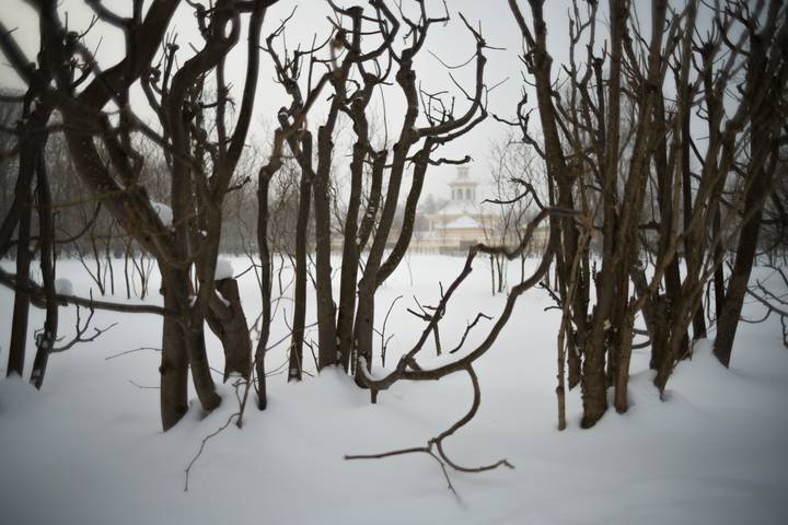 Царскосельские липы