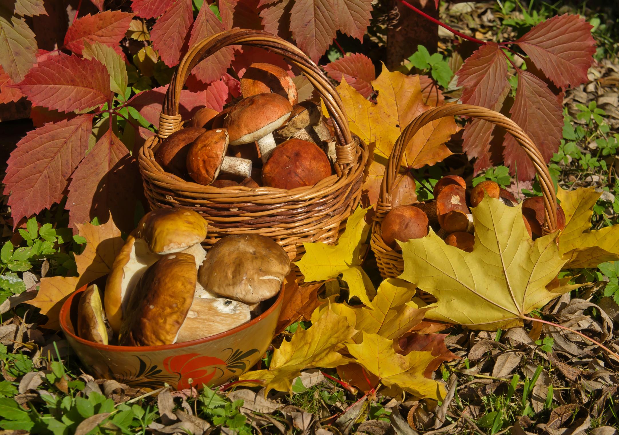 Осень для дошкольников. Осенние дары леса. Осенняя корзинка. Осенняя корзинка с грибами. Корзина с осенними дарами.