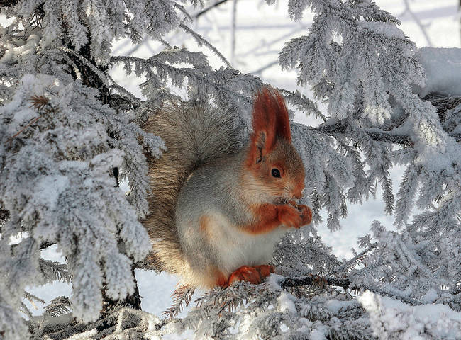 Снегурочка