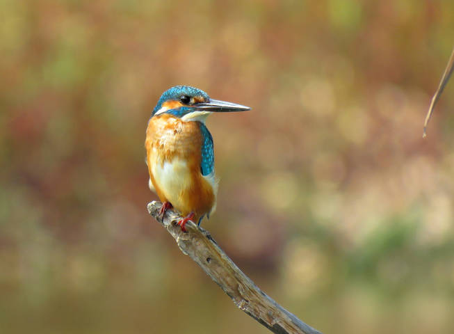 Обыкновенный зимородок (Common Kingfisher)