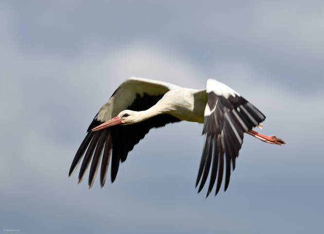 August flight