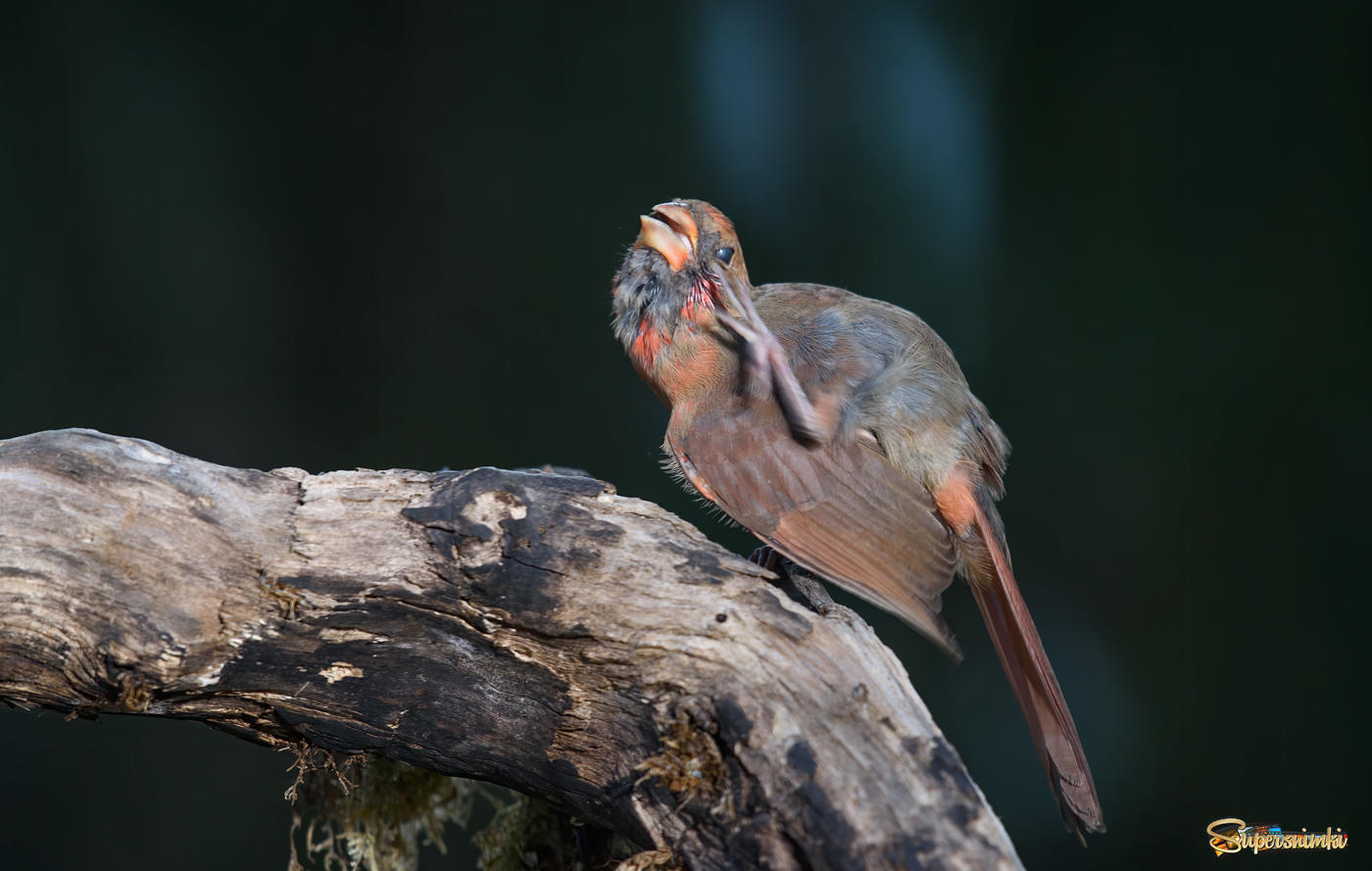 Northern Cardinal (female-juvenile)
